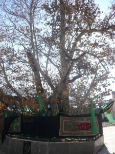 بازدید از درخت چنار خونبار زرآباد