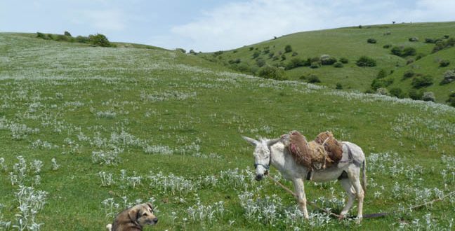 منطقه ی جنگلی فندقلو