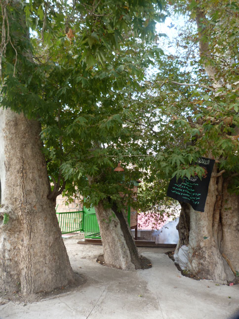 درخت چنار خونبار روستای توداران