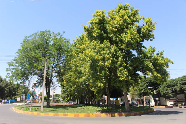 میدان عارف