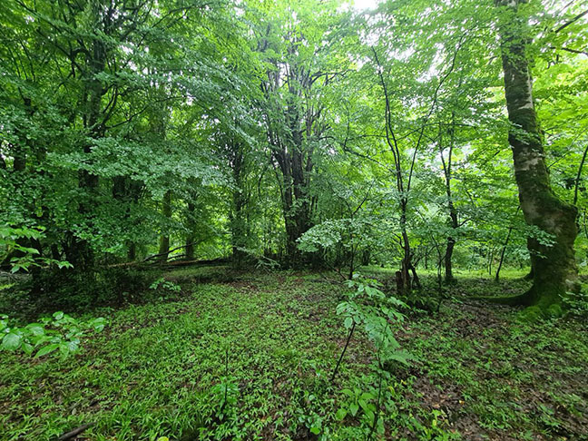 جنگل خیبوس