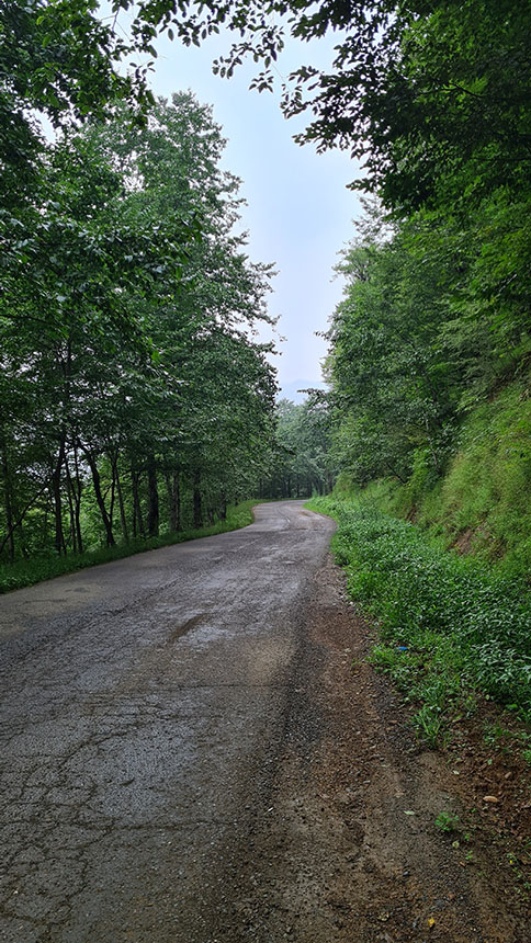 جاده ی جنگلی