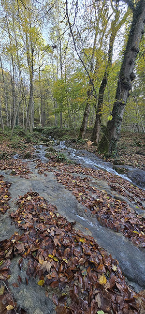 مازندران