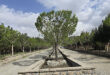 البرز زیبا