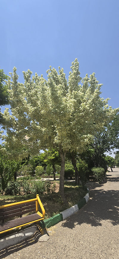 مازندران