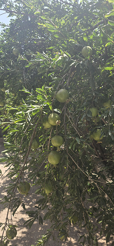 بورمانک